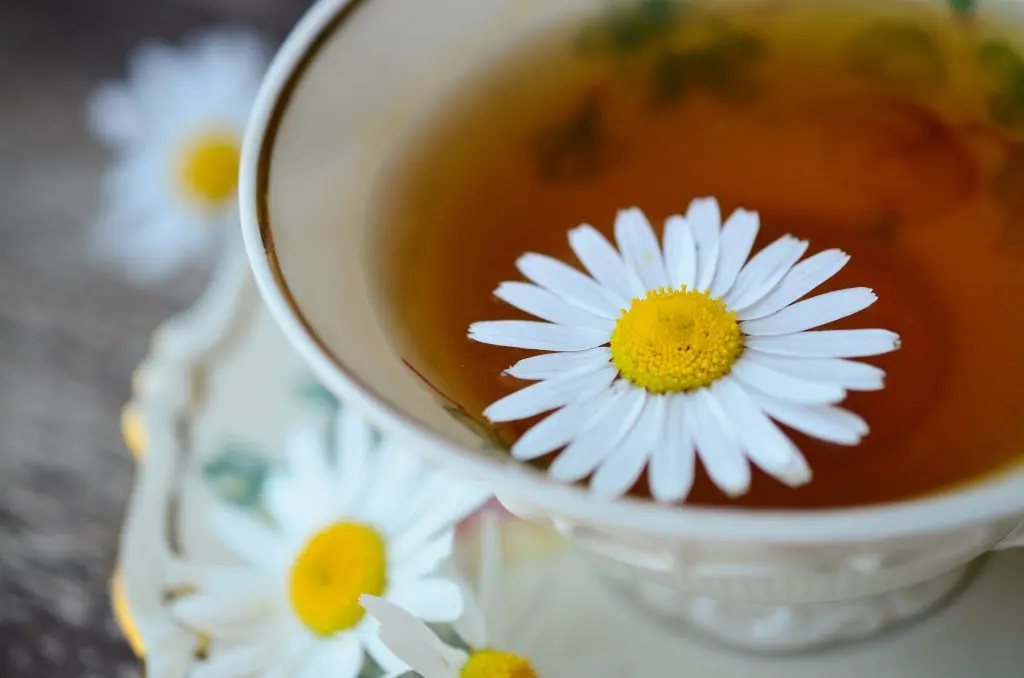 chamomile-829487_1920