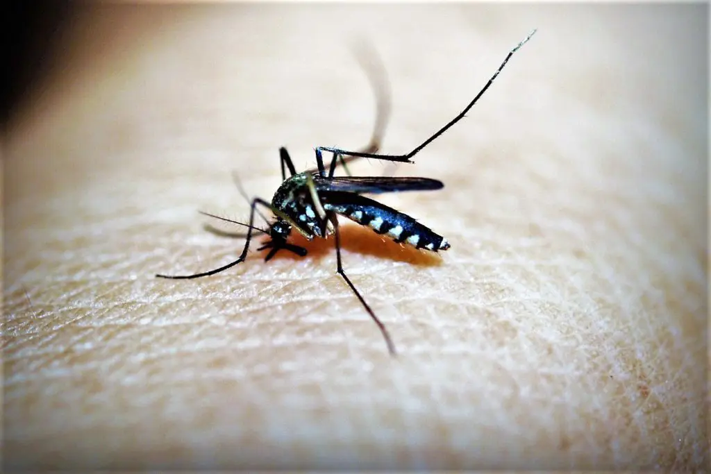 mosquitobeware
