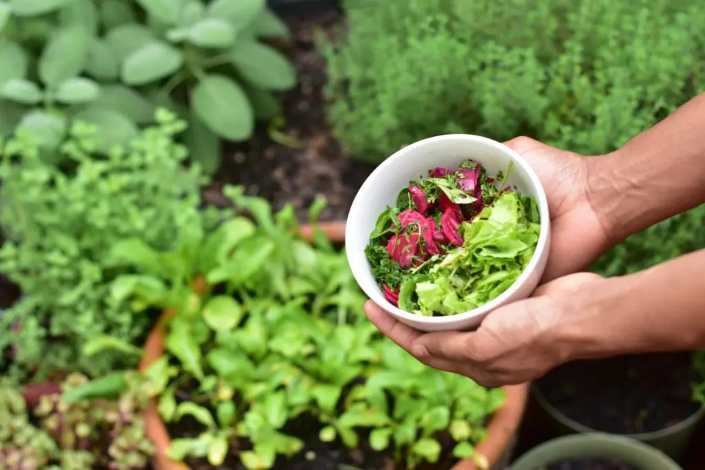 vegetablegarden